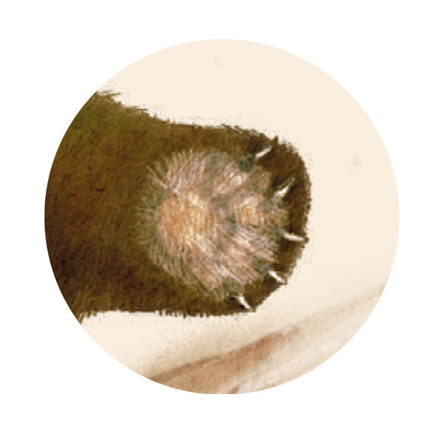 Ilustración que muestra la lengua