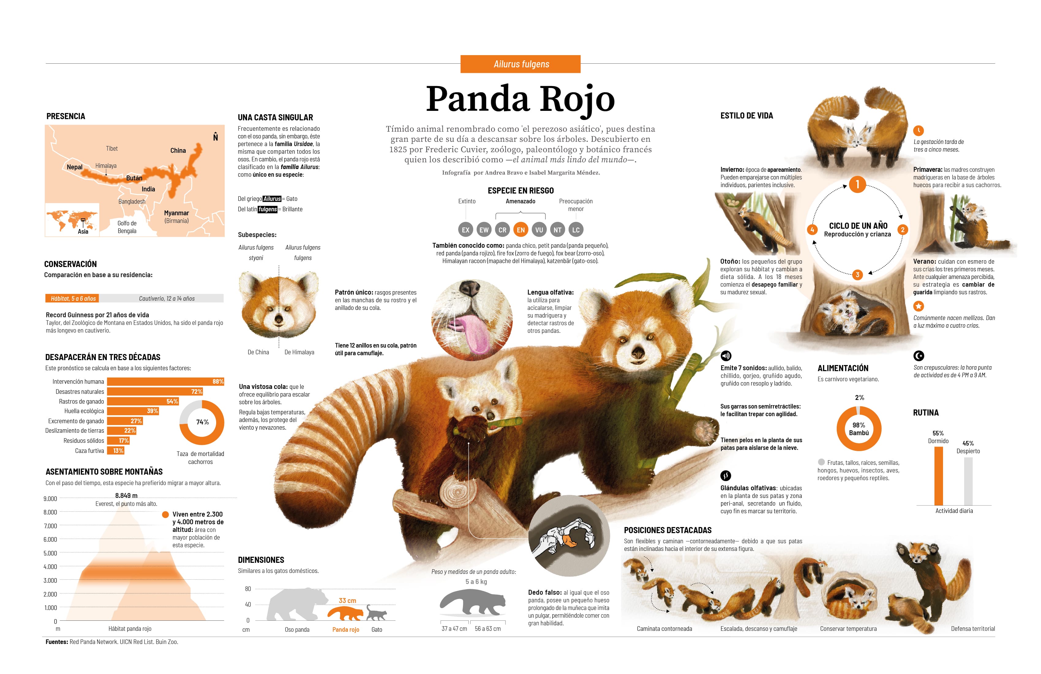 Panda Rojo Infografía